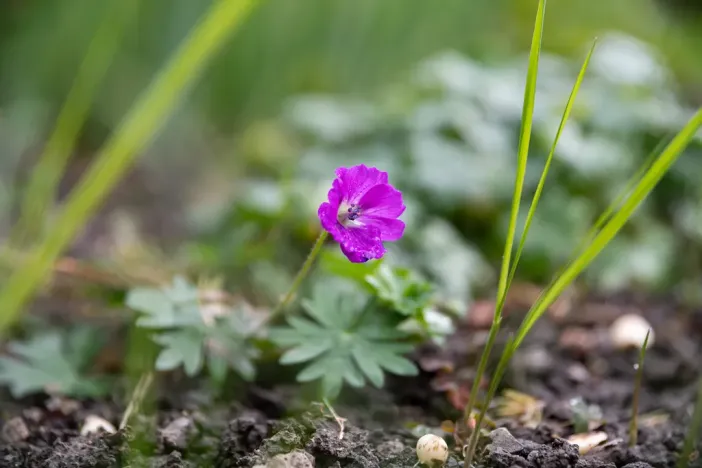 Prodej bytu 3+1, Petřvald, Nová, 79 m2