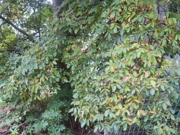 Dražba rodinného domu, Nové Syrovice, 474 m2