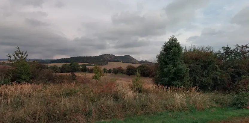 Prodej lesa, Kozly, 6000 m2