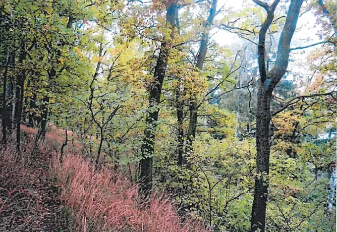 Prodej lesa, Havlíčkův Brod, 11144 m2