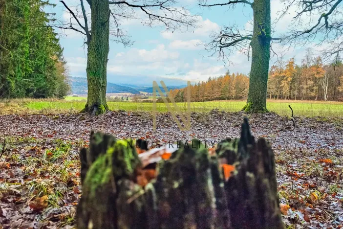 Prodej lesa, Chudenice, 7475 m2