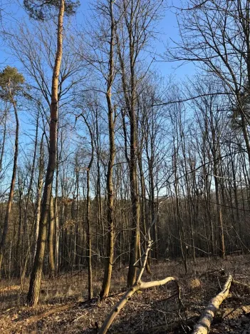 Prodej lesa, Mělnické Vtelno, 2736 m2