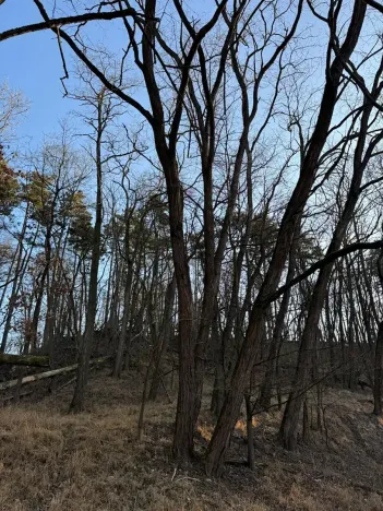 Prodej lesa, Mělnické Vtelno, 2736 m2