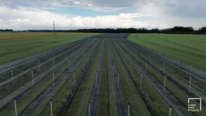 Prodej zemědělského objektu, Čejkovice, 32904 m2