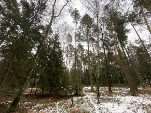 Prodej lesa, Veliny, 4517 m2