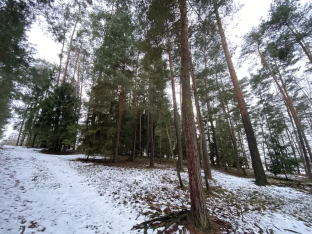 Prodej lesa, Veliny, 4517 m2