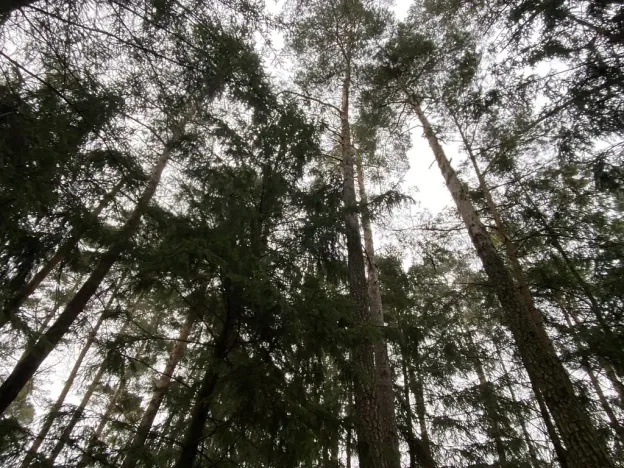 Prodej lesa, Veliny, 4517 m2