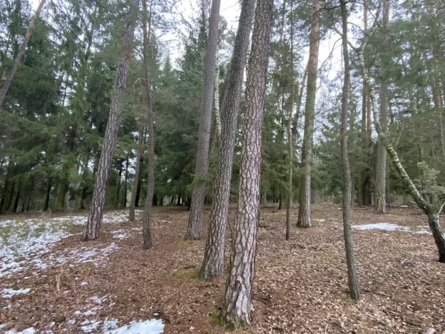 Prodej lesa, Veliny, 4517 m2
