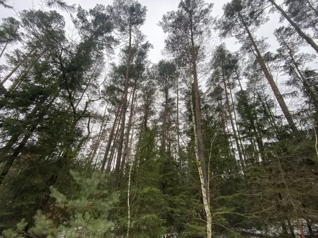 Prodej lesa, Veliny, 16002 m2