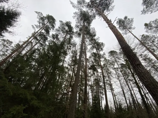 Prodej lesa, Veliny, 16002 m2