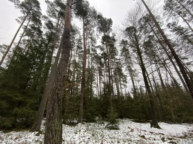 Prodej lesa, Veliny, 16002 m2