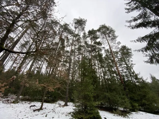 Prodej lesa, Veliny, 16002 m2