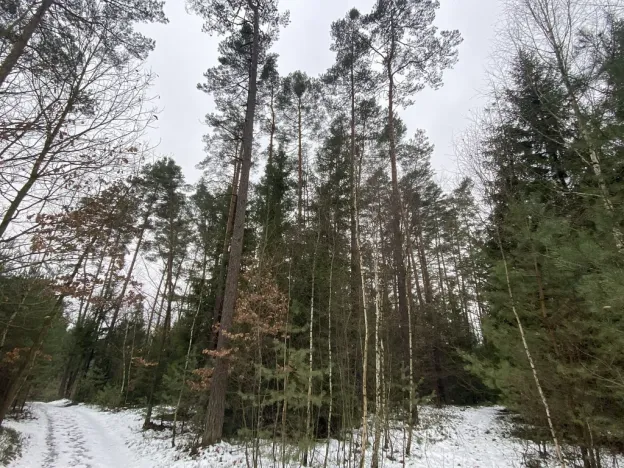 Prodej lesa, Veliny, 16002 m2