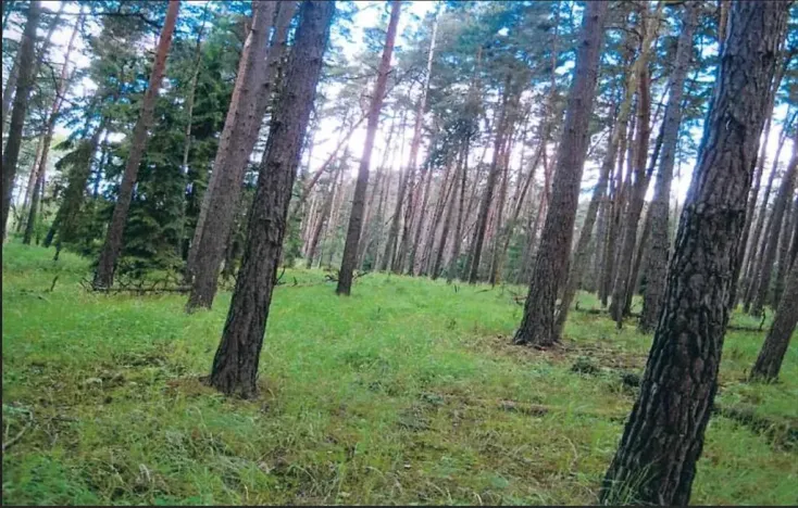 Prodej lesa, Dolní Vilémovice, 9629 m2