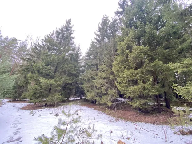 Prodej lesa, Veliny, 4431 m2