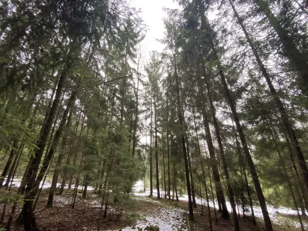 Prodej lesa, Veliny, 4431 m2