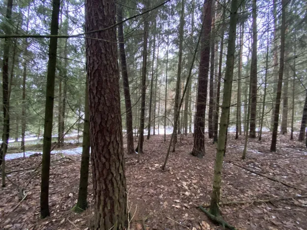 Prodej lesa, Veliny, 4431 m2