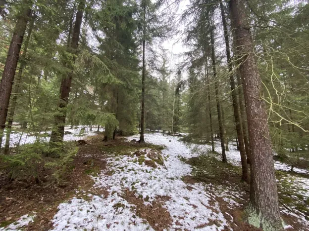 Prodej lesa, Veliny, 4431 m2