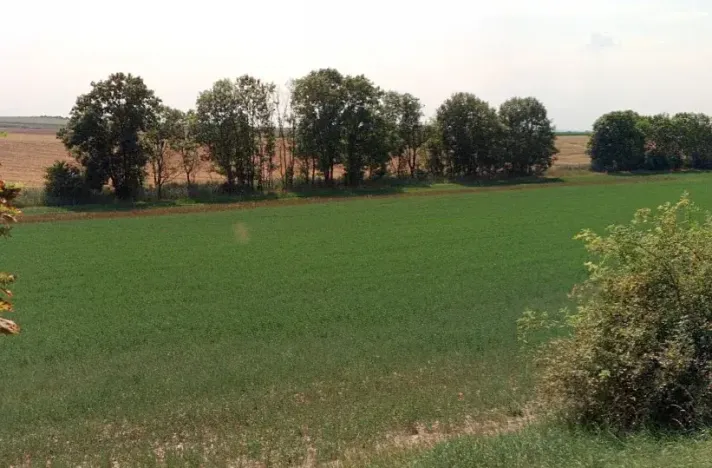 Prodej pole, Černuc, 6563 m2
