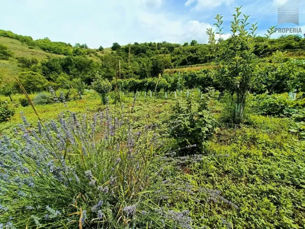 Prodej sadu/vinice, Pouzdřany, 1120 m2