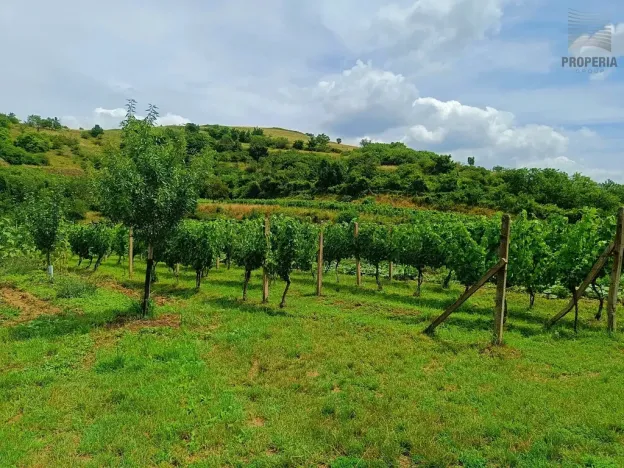 Prodej sadu/vinice, Pouzdřany, 1120 m2