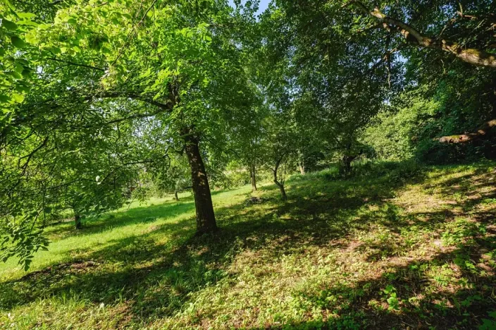 Prodej pozemku pro bydlení, Zlatá Olešnice, 4188 m2