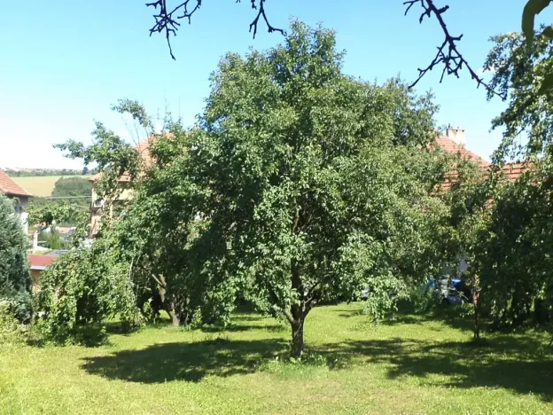 Dražba louky, Podolí, 10906 m2