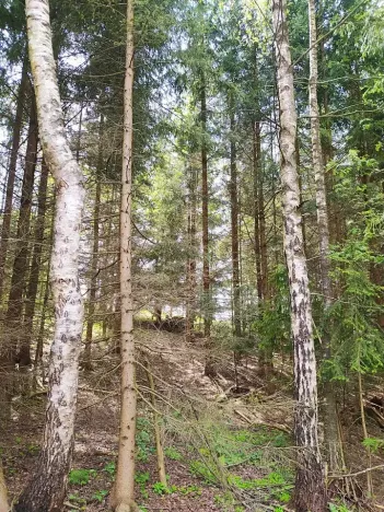 Prodej lesa, Černovice, 5230 m2
