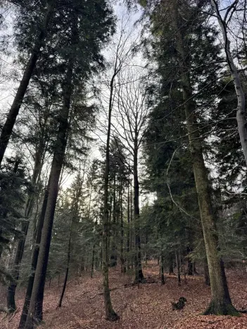 Prodej podílu lesa, Halenkov, 1840 m2