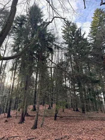 Prodej podílu lesa, Halenkov, 1840 m2