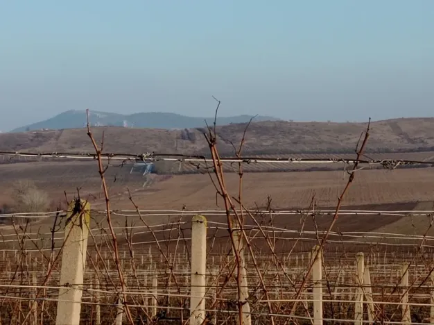 Prodej sadu/vinice, Novosedly, 10093 m2