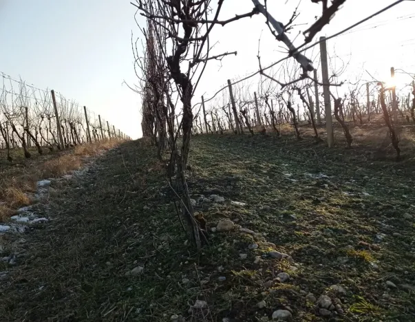 Prodej sadu/vinice, Novosedly, 10093 m2