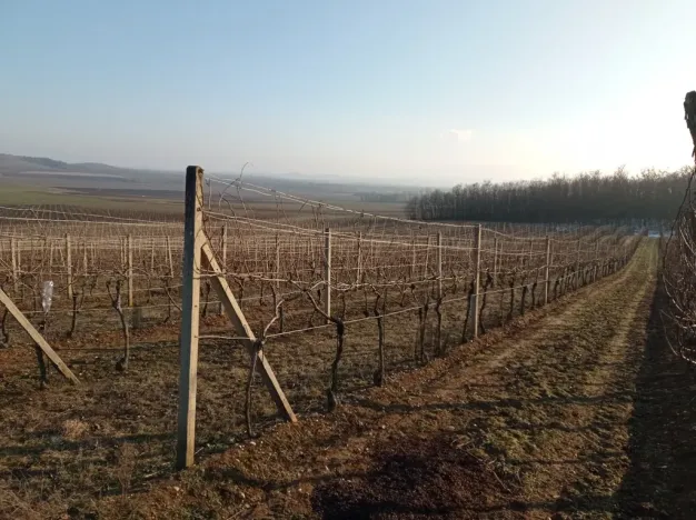 Prodej sadu/vinice, Novosedly, 10093 m2