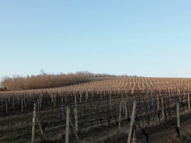 Prodej sadu/vinice, Novosedly, 10093 m2