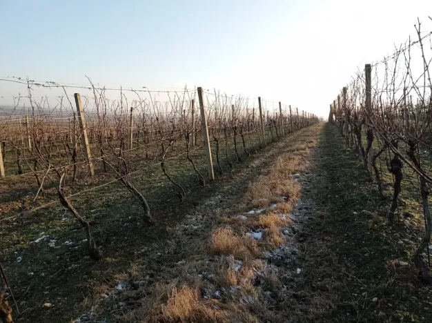 Prodej sadu/vinice, Novosedly, 10093 m2