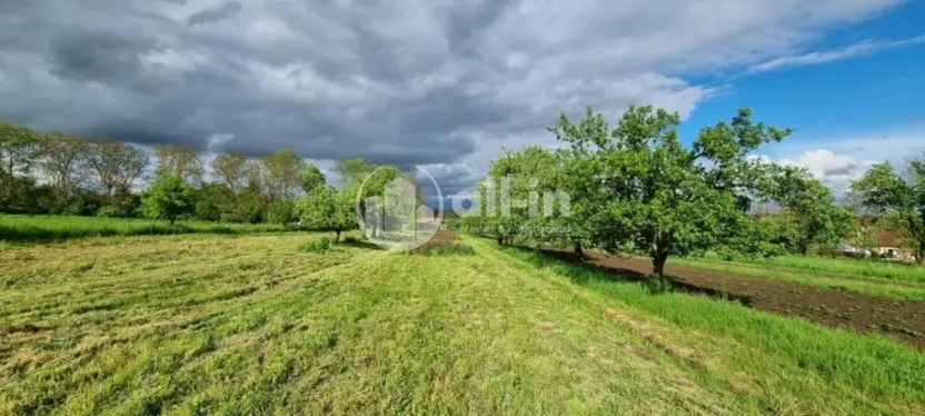 Prodej sadu/vinice, Tištín, 1062 m2