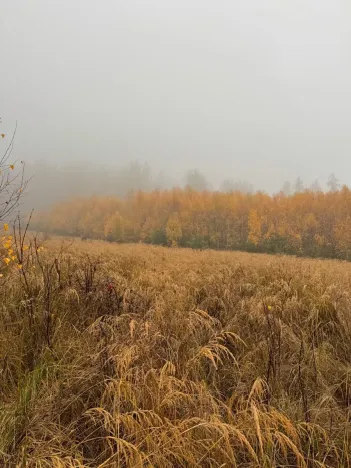 Prodej podílu lesa, Úboč, 4513 m2