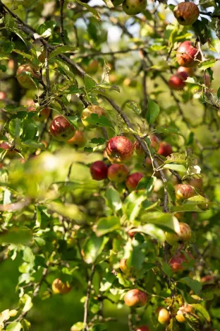 Prodej chaty, Kunovice, Ve Strhanci, 47 m2