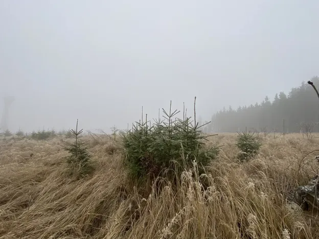 Prodej lesa, Městečko Trnávka - Lázy, 32904 m2