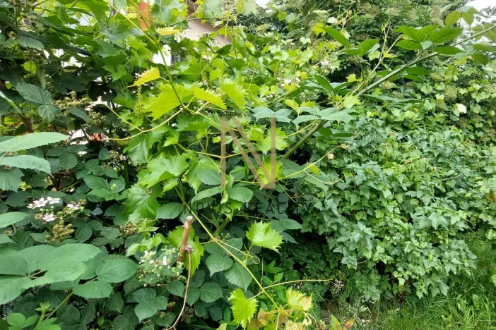 Pronájem bytu 2+kk, Domažlice, náměstí Míru, 69 m2