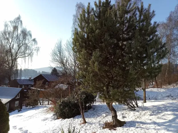 Prodej - jiné, Desná, Sokolská, 18 m2