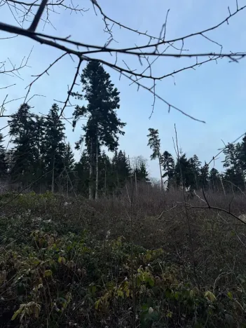 Prodej podílu lesa, Zálezly, 799 m2