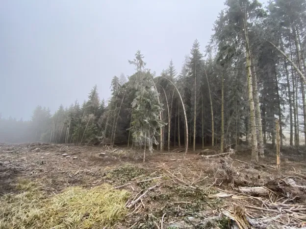 Prodej lesa, Městečko Trnávka - Lázy, 32904 m2