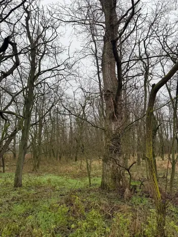 Prodej lesa, Mutěnice, 5100 m2