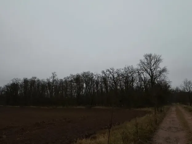 Prodej lesa, Mutěnice, 5100 m2