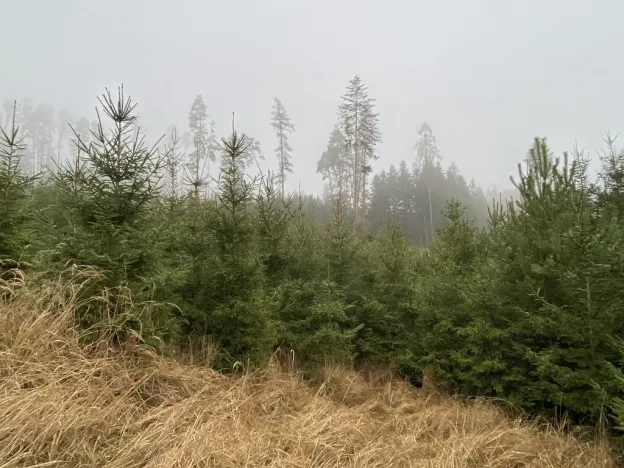 Prodej lesa, Městečko Trnávka - Lázy, 6313 m2