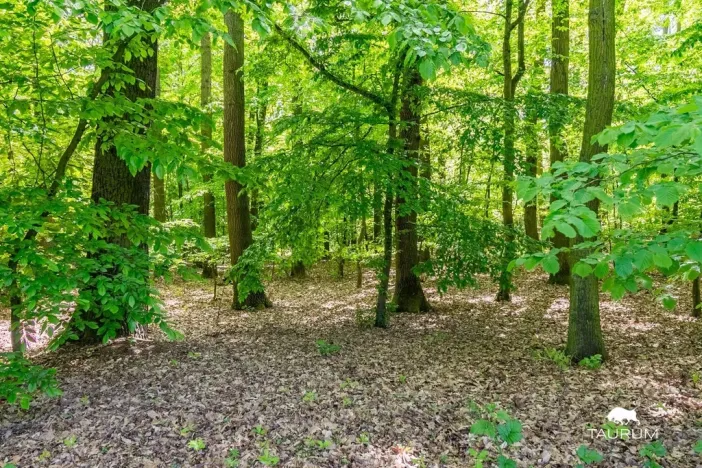 Prodej lesa, Petrov, 6490 m2