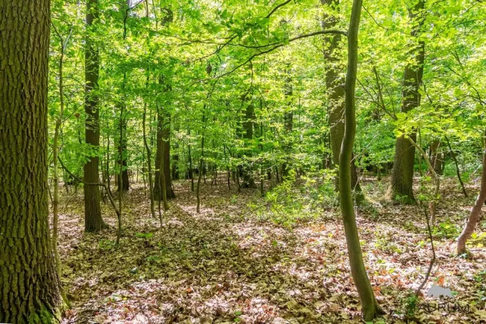 Prodej lesa, Petrov, 6490 m2