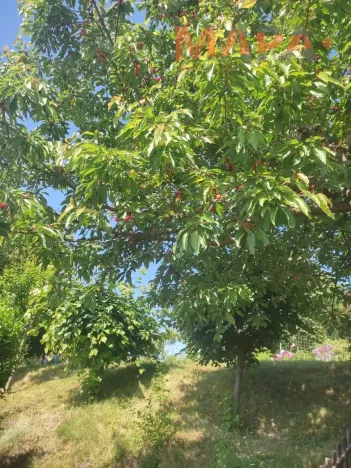 Prodej zahrady, Jirkov, 356 m2