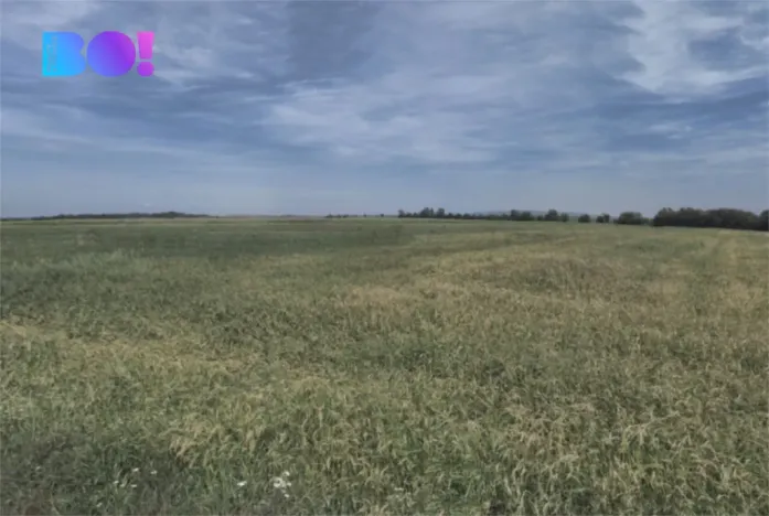 Prodej pole, Přibice, 9400 m2